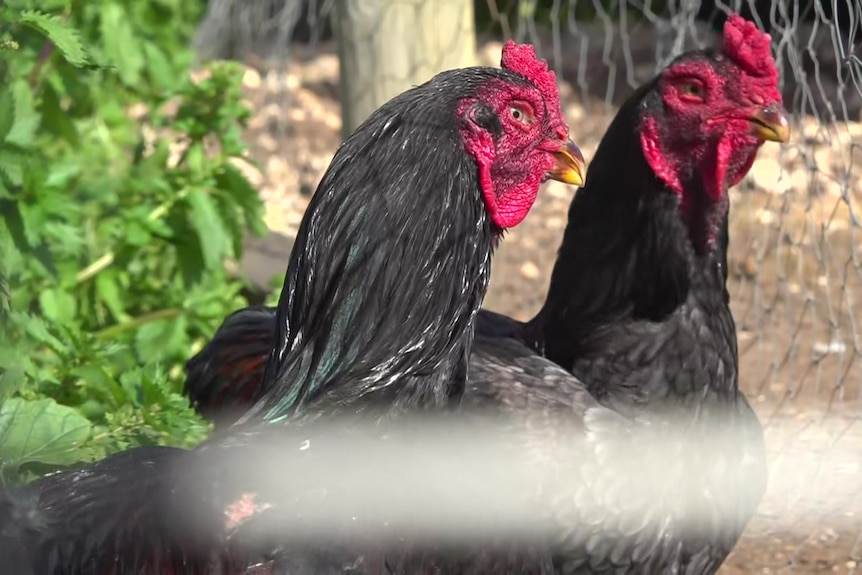 Two black bantams in in coop amongst greenery