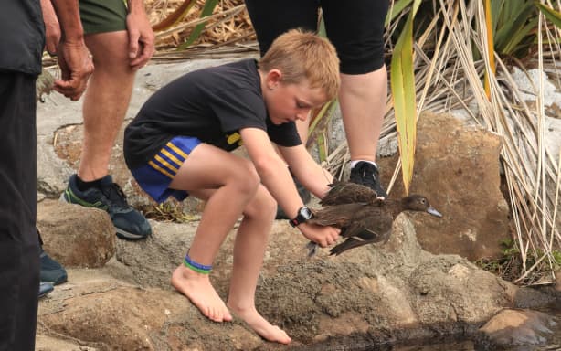An endangered pāteke, or brown teal, is released at Purerua Peninsula, in the northern Bay of Islands, in 2023.