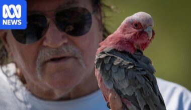 Bird flu 'inevitable' in the NT as authorities turn to bird watchers and conservationists for help