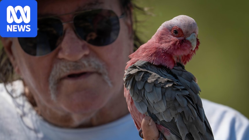 Bird flu 'inevitable' in the NT as authorities turn to bird watchers and conservationists for help