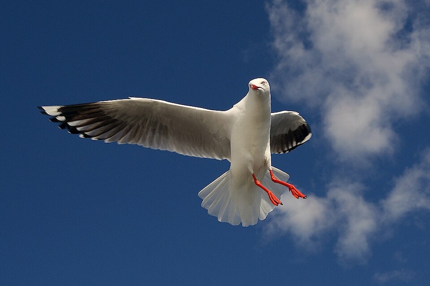 A seagull mid flight with the sky behind it