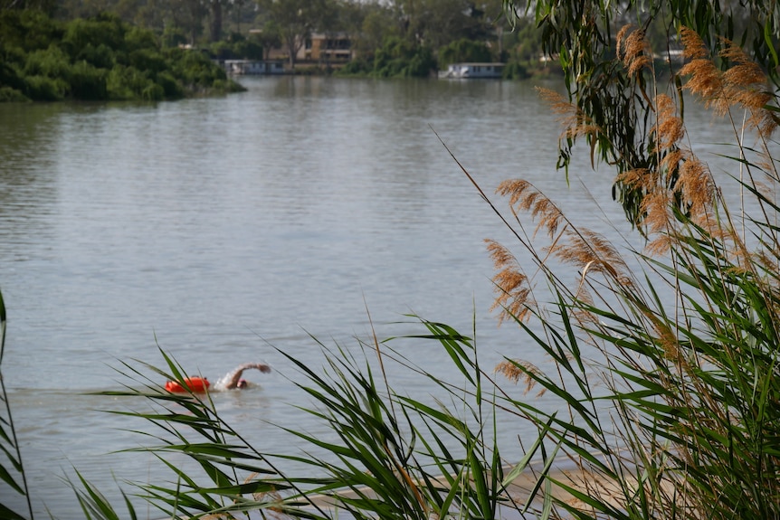 A swimmer in the River Murray.