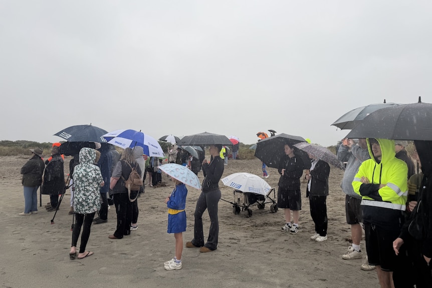 A crowd of people shelter under umbrellas on a beach.