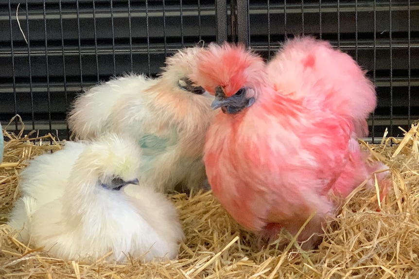 Chickens with artificially coloured feathers in a cage.