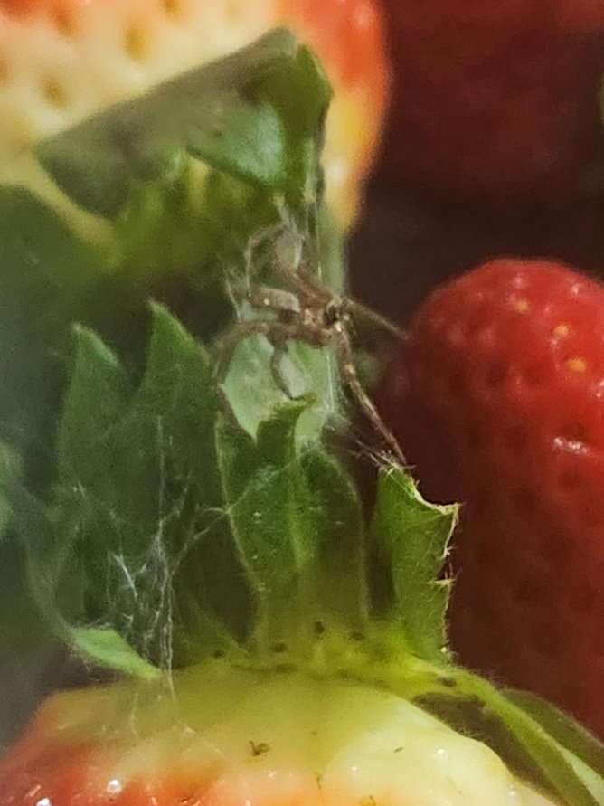 Spider in punnet of strawberries purchased at Coles Geraldton.
