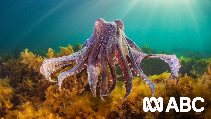 South Australia's giant cuttlefish count plummets to record low