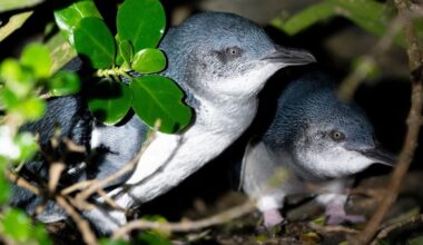 Little penguin on King Island tests positive for bird flu