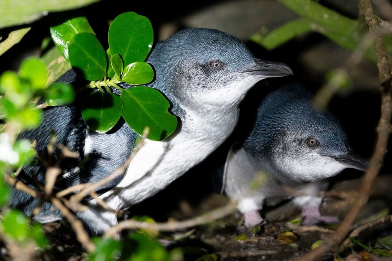 Little penguin on King Island tests positive for bird flu