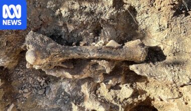 Ancient bone-crunching Territory thylacine femur uncovered near Alice Springs