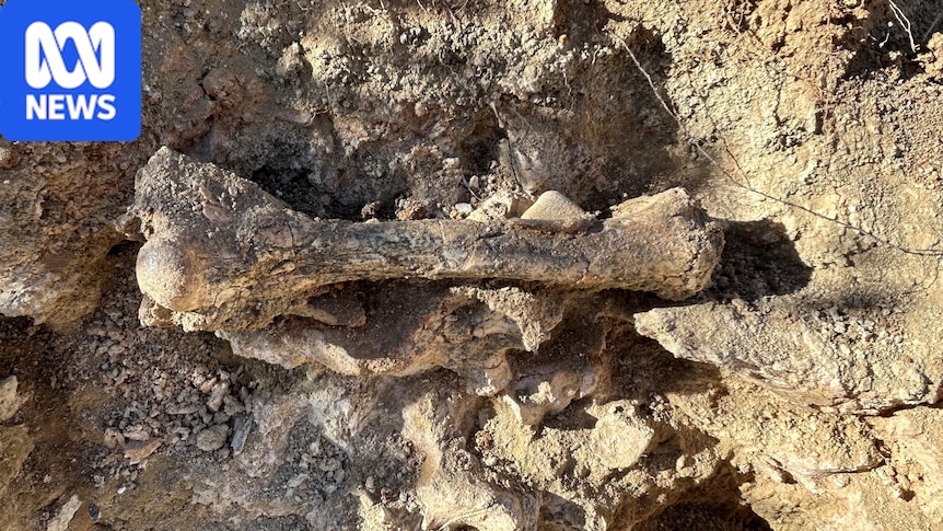 Ancient bone-crunching Territory thylacine femur uncovered near Alice Springs