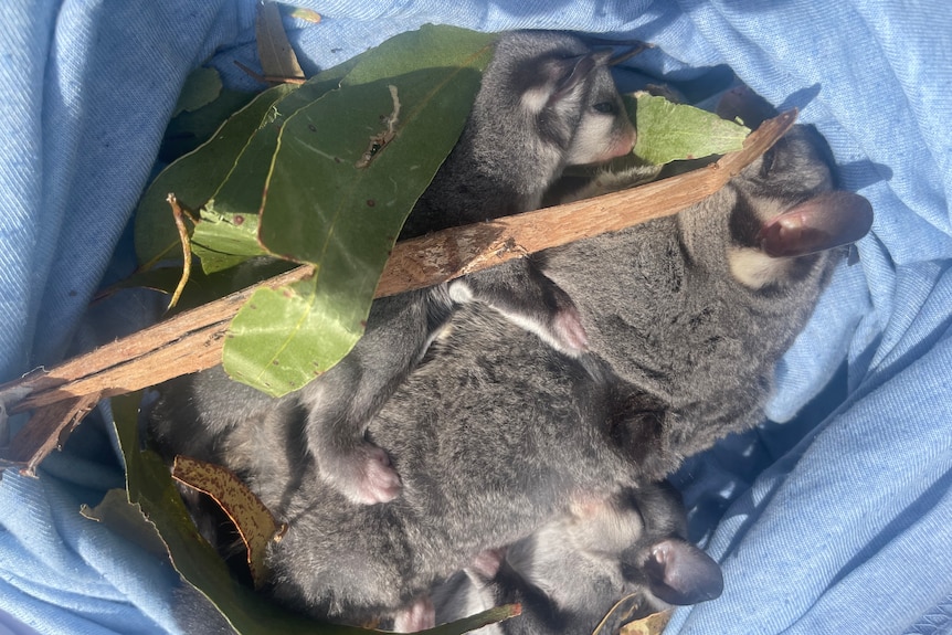 Multiple sugar gliders are gathered in a sack
