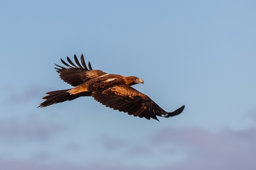 A wedge-tailed eagle in flight.