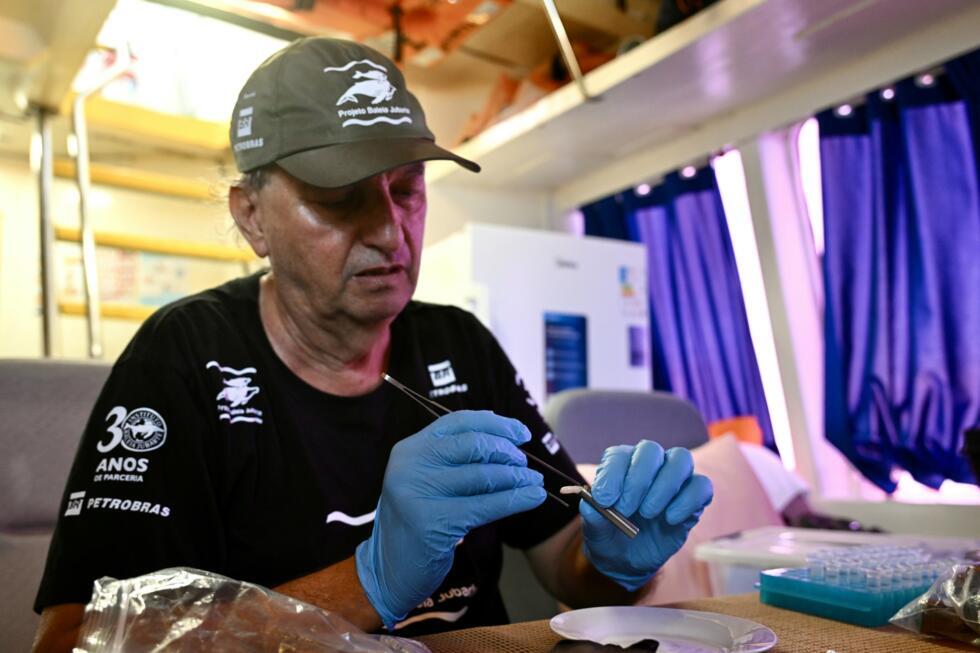 Milton Marcondes, the research coordinator at Brazil's Humpback Whale Institute, processes samples from a humpback whale
