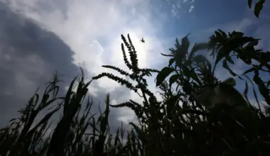 Wars and El Nino have created a perfect storm of higher costs and lower crop yields.