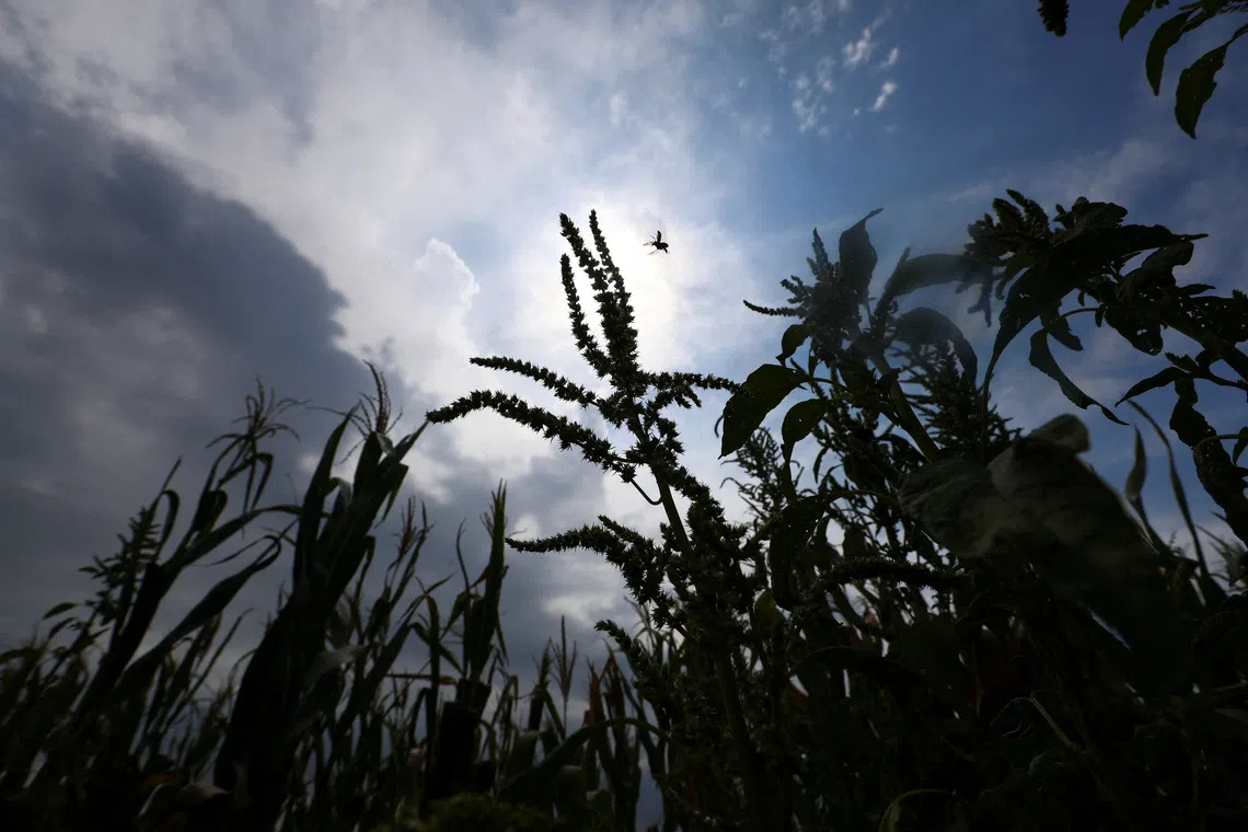 Wars and El Nino have created a perfect storm of higher costs and lower crop yields.