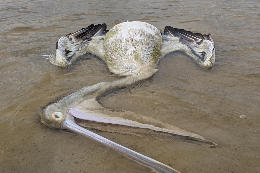 a dead pelican in the water
