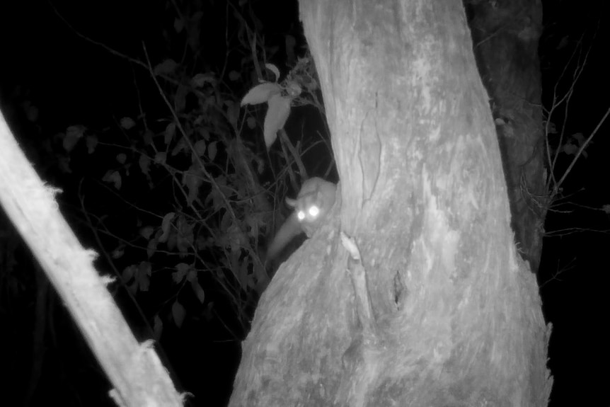 Night vision of a sugar glider in a tree
