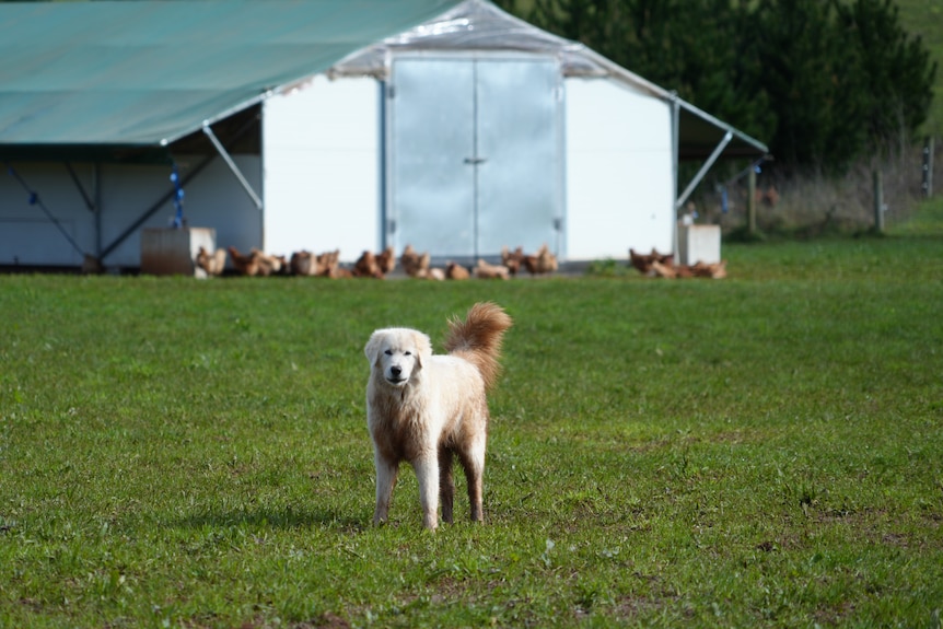 A protector Maremma dog stands guard over free range chickens in a paddock