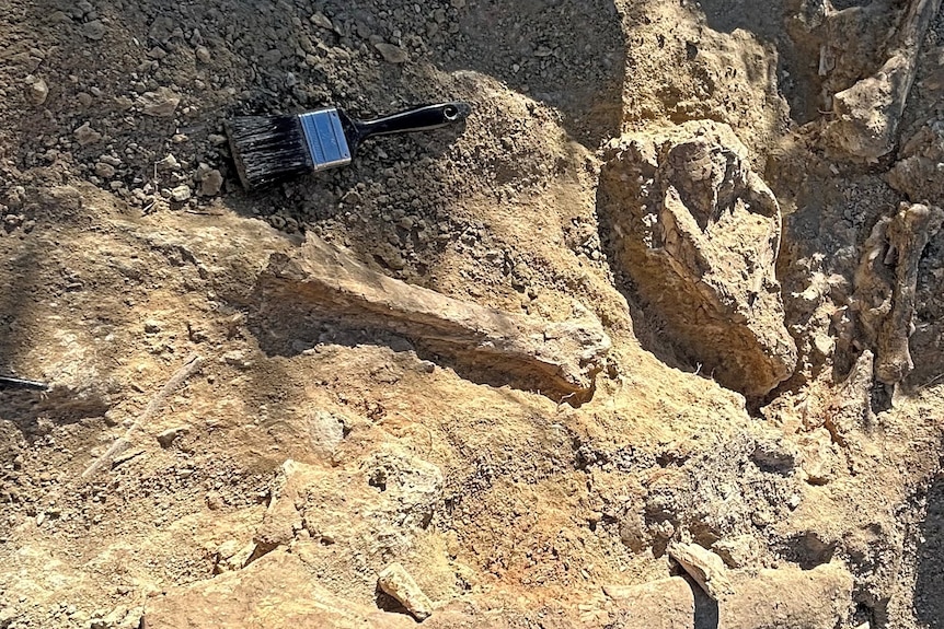 A bone lies in a dusty hole