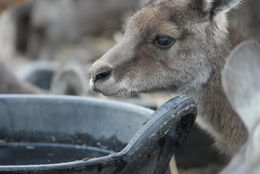 A kangaroo takes a drink from a bucket