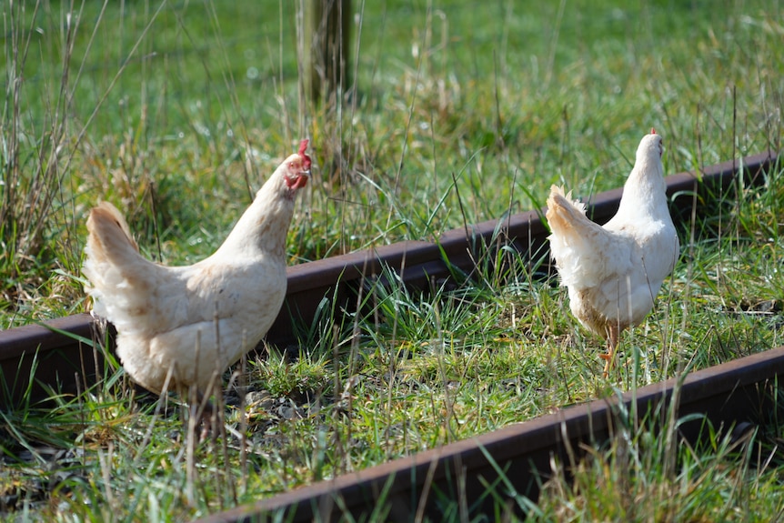 Two chickens peck in grass between disused railway tracks.