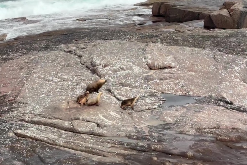 Several sea lions on rock island surrounded by sea water