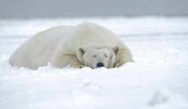 Man Fined Over Rs 4 Lakh For Waking Sleeping Polar Bear With Ship Horn