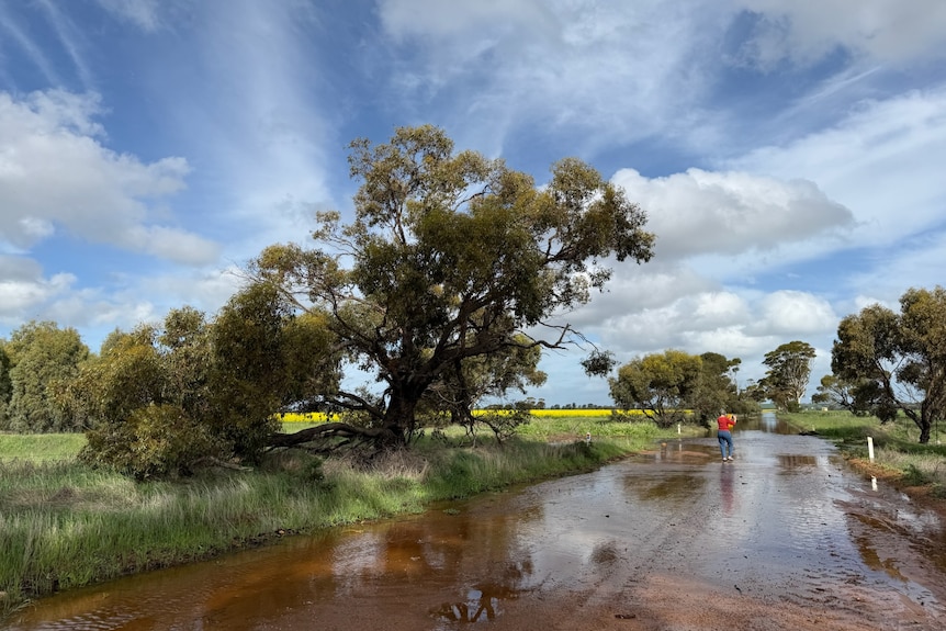 A flooded rural road with a man standing in the middle of the road and a tree on the left.
