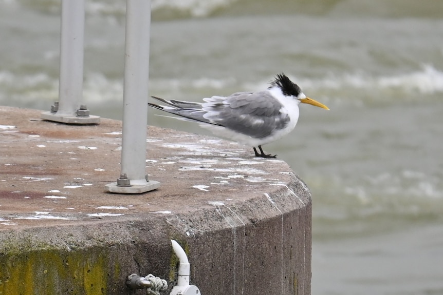 A bird with grey, white and black feathers and a yellow beak