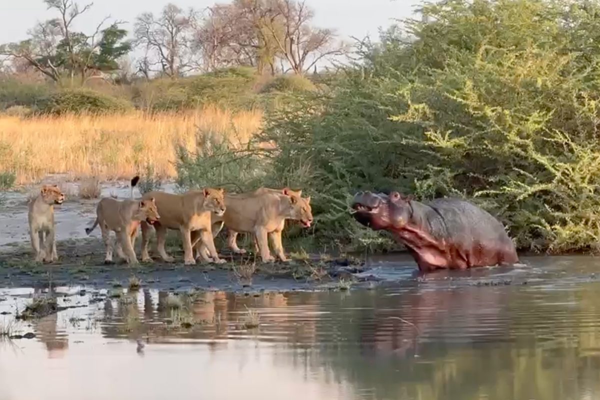 Lions vs hippo