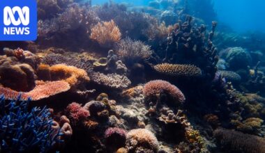 Small but promising signs of recovery on Great Barrier Reef