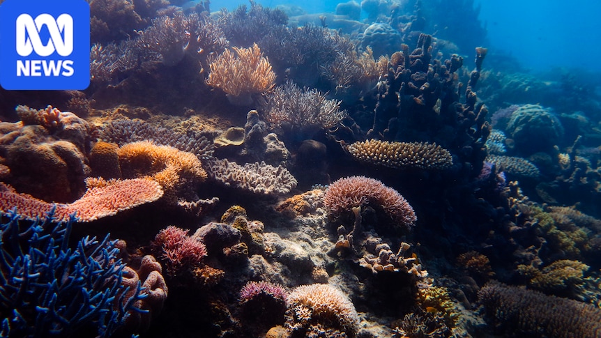 Small but promising signs of recovery on Great Barrier Reef