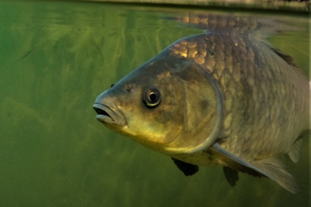 Close up of a European carp underwater.