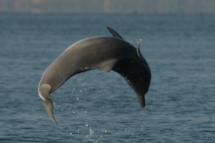 A gray bottlenose dolphin mid jump in the air above blue ocean waters, bent in an upside-down 'U' shape.