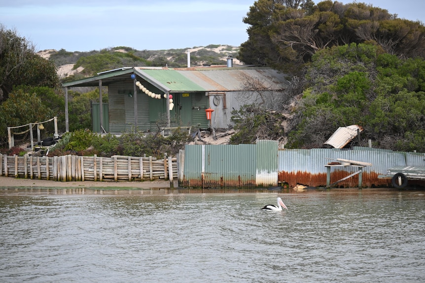 A pelican on the water with a shack of tin behind.