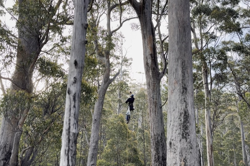 A man is hoisted up between trees in dense dry native forest