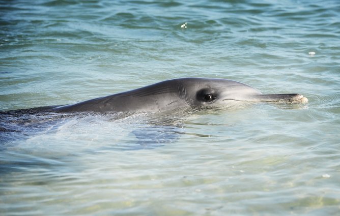 Monkey Mia Dolphin.