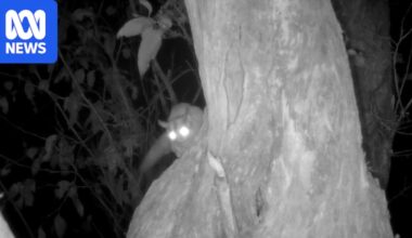 Sugar gliders not a major risk to swift parrots in Tasmania, new research finds