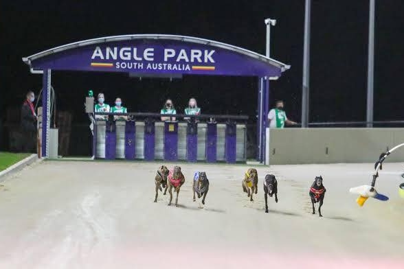 Greyhounds racing on a track