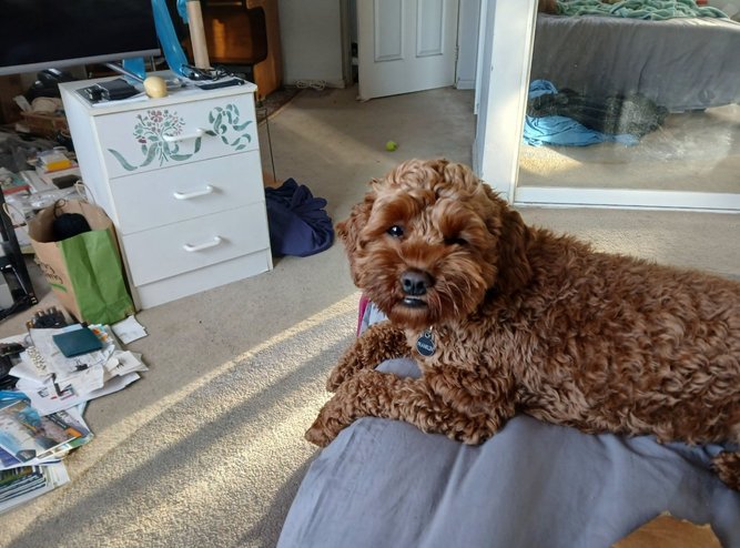 The much-loved pooch, affectionately known as Frankie, vanished from his Brabham home between the afternoon of December 28 and the early hours of December 29 in 2025.