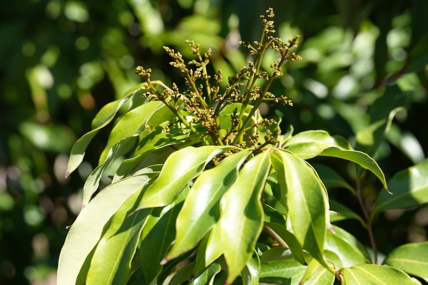 Tree with green leaves, buds of fuzzy seeds coming into flower