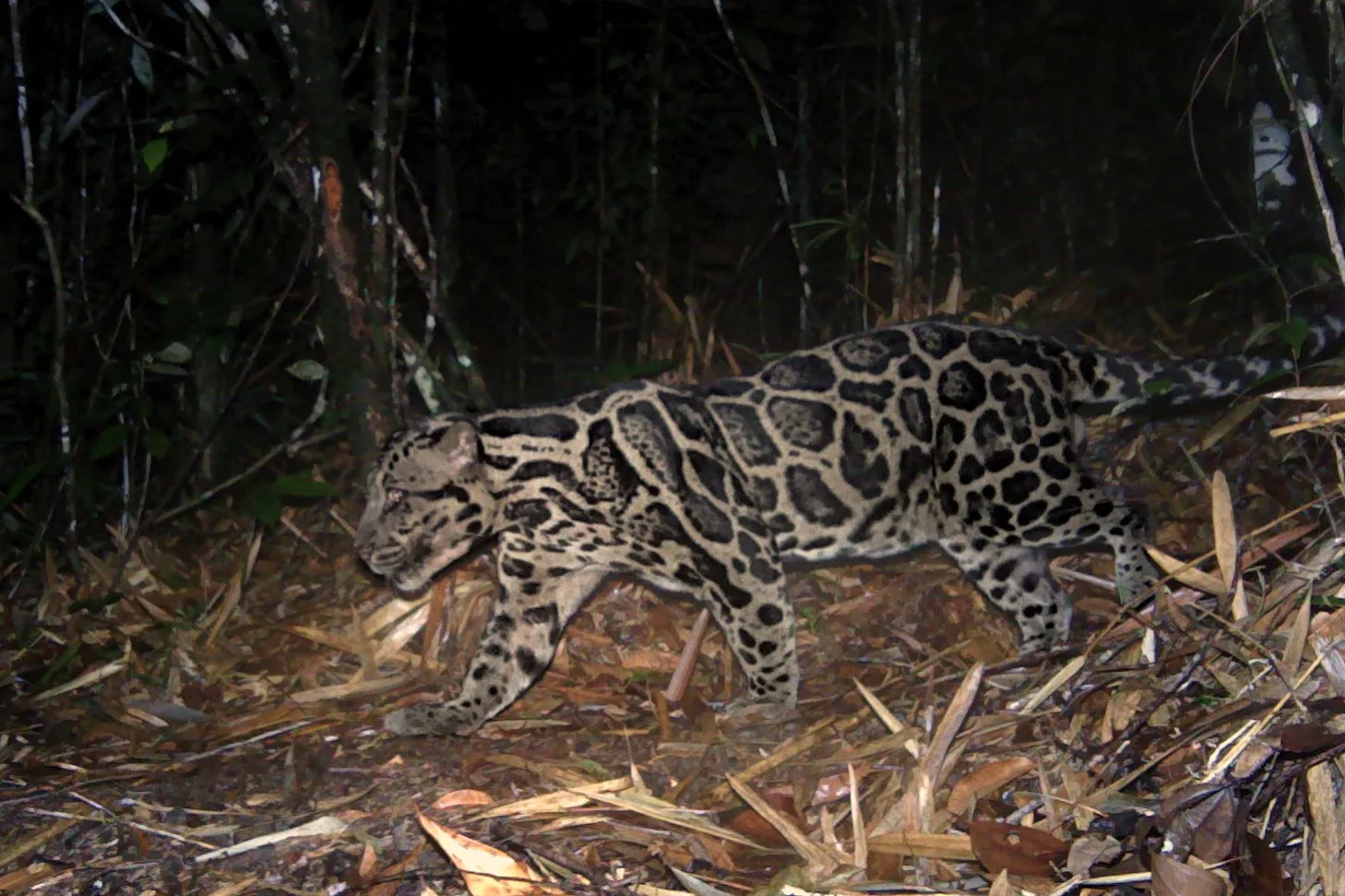 A spotted ocelot walks through dry vegetation and leaf litter in a forest setting, captured by a camera trap at night.