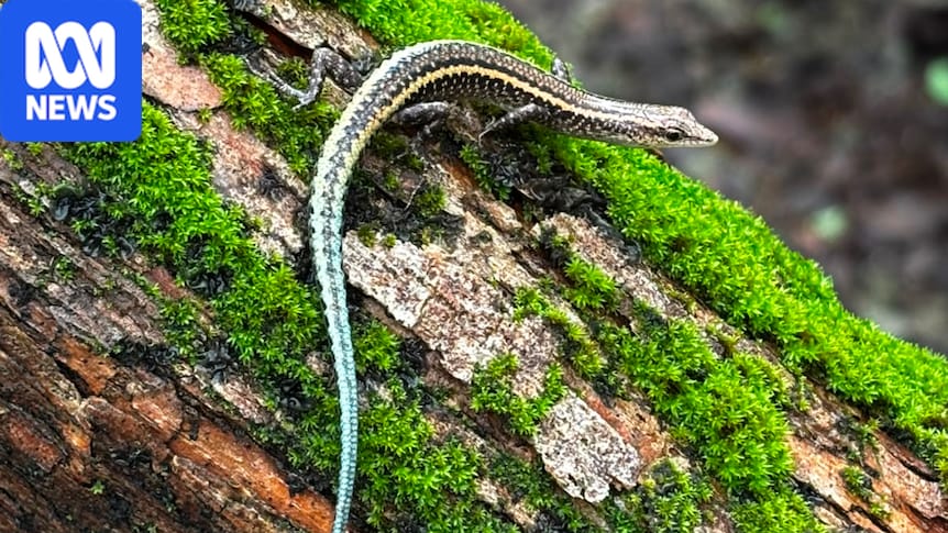 Endangered blue-tailed skinks released on Cocos (Keeling) Islands after facing extinction