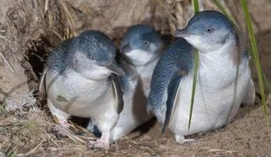 28 dead penguins found on King Island amid bird flu response