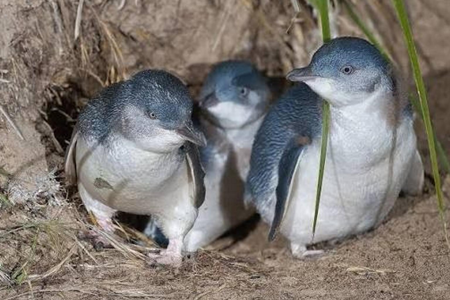 28 dead penguins found on King Island amid bird flu response