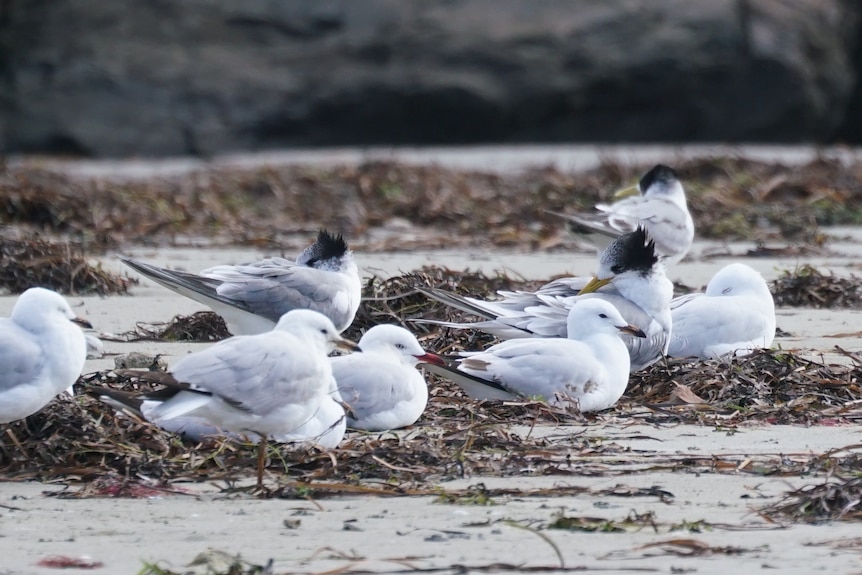 Two different species of white birds, one with black head, perched on seaweed washed up on beach.