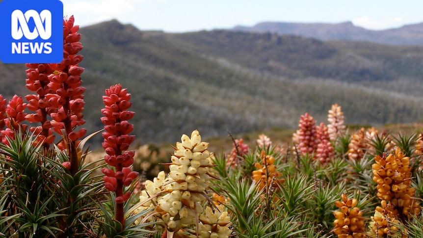 Live updates: Australia's favourite wildflower is about to be named after 70,000 votes