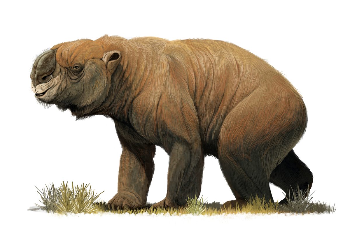 The largest known marsupial, Diprotodon optatum, from the Pleistocene of Australia.
