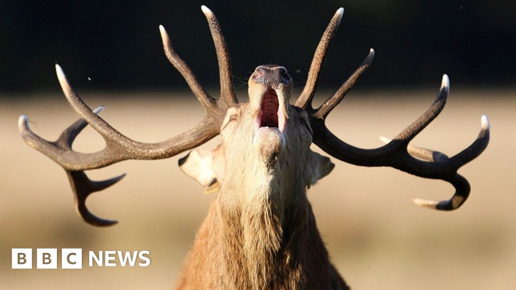 Why is feeding deer in the Royal Parks dangerous? - bbc.com