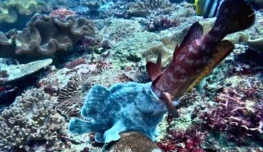 Frogfish tries to eat coral grouper